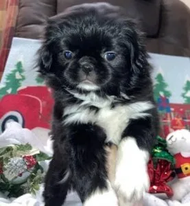 JatzuJapanese ChinShihTzu