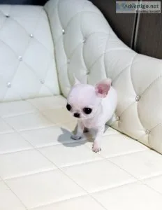 chihuahua