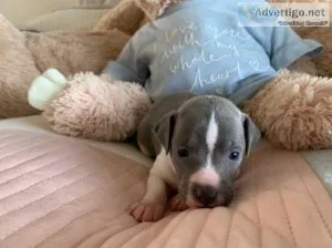 Stunning AKC Italian greyhound puppies