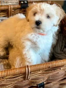 Sweet Maltipoo boys and girls available.