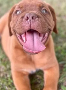 Home Raised Dogue De Bordeaux Puppies For Sale..