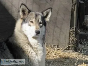 Wolf Hybrid Cubs