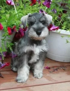 Miniature Schnauzer Puppies For sale