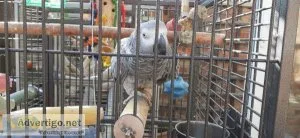 Cool African Grey parrot available now
