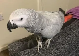 Sweet African Grey parrot