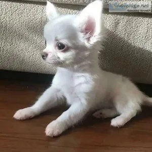 Cream Female Chihuahua