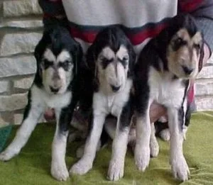 Lovely Afghan Hound puppies for sale.