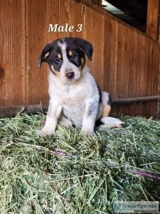 Heeler collie cross pups