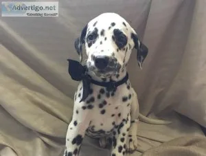 dalmatian
