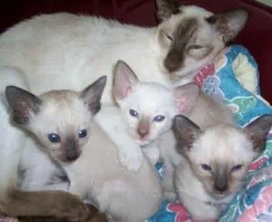 TRYREH HGJTY Siamese kittens