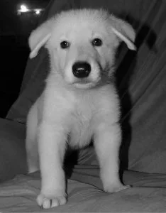Home Raised White German Shepherd Puppies