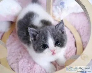munchkin kitten for sale