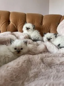 Ragdoll adorable kittens