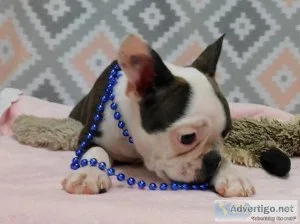 boston terrier