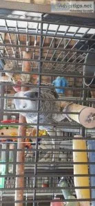 2 Able African Grey parrot