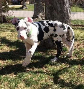 Adorable Great Dane Puppies For Sale