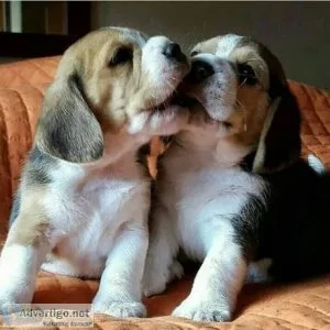 Cute beagle puppies for Christmas