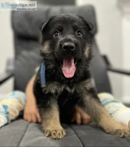 German shepherds puppies