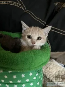 Bonded pair of baby kittens
