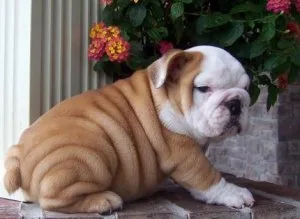 Sweet English bulldog puppies