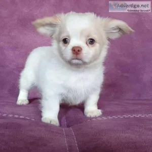 CHIHUAHUA PUPPIES