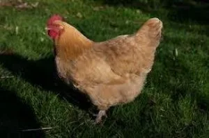 PULLETS - YOUNG CHICJKENS