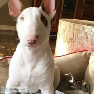 Amazing Bull-terrier puppies