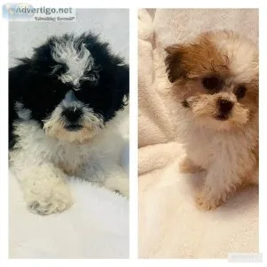 Shichon