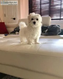 bhr Charming MALTIPOO  puppies