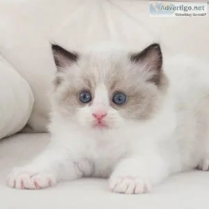 Ragdoll Kittens are ready for sale