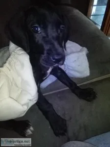 Great Dane pups