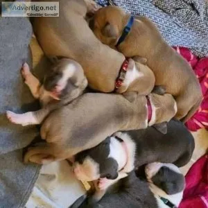 Lovely boxer puppies for adoption