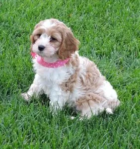 Excellent Cavachon Puppies