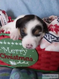 Jack Russell terrier pups