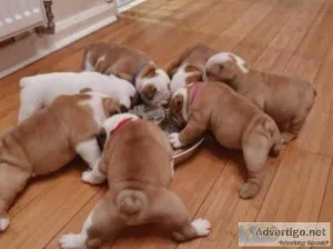 OUTSTANDING CHAMPION BLOODLINES ENGLISH BULLDOG PUPS