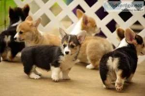 Gorgeous Pembroke Welsh Corgi Puppies