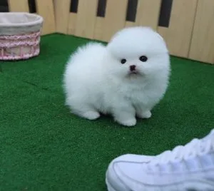 pomeranian