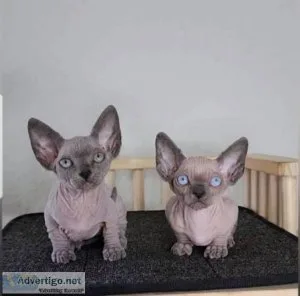 Male and Female Sphynx kittens