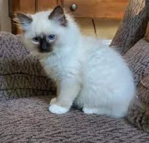 klkhs Ragdoll Kittens ready for rehoming