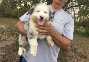 Healthy Australian Shepherd Puppies