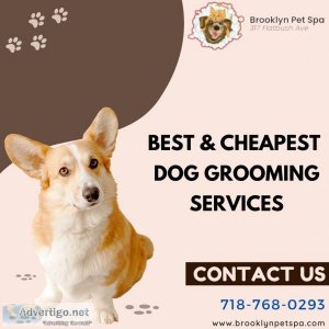 Affordable and Cheap Dog Grooming Near me  Brooklyn Pet Spa