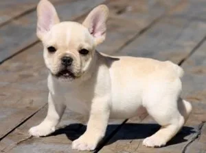 Lovely French Bulldog Puppies For Sale.