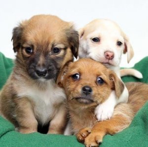 Is Fostering Pets Right For You - Vet Clinic Holly Springs MS