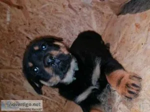 Champion German Rottweiler pups