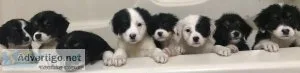 Mini Aussie mix puppies