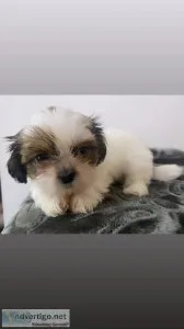 Teacup Shih Tzu