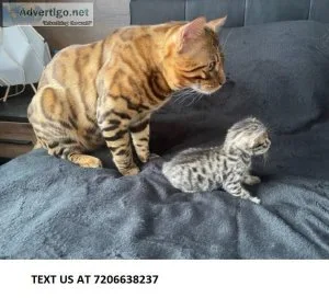 TICA BENGAL KITTENS available for New home
