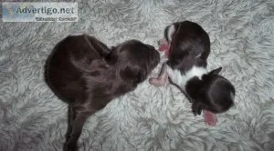 Chocolate Shih Tzu AKC Puppies