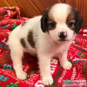 Judson Christmas Queen Elizabeth Pocket Beagle