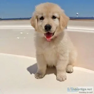 njth   Quality Golden Retriever Puppies